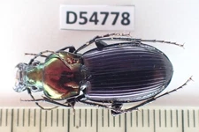 D54778. Insects, Carabidae sp. Vietnam Central. Nice!!!!!!