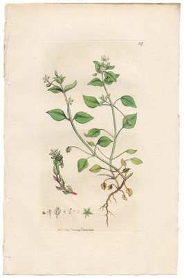 Antique 1798 Sowerby English Botany hand-colored engraving 537 Common Chickweed