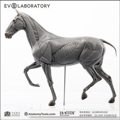 Evolaboratory 1/10 Scale Digital Version Horse Anatomy Tool PVC Model New Stock