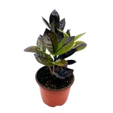 Black Zz 4 Inch Raven Zamioculcas Zamiifolia Dowon Jet-black