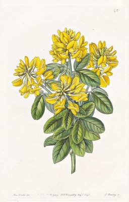 Cytisus Weldenii Italy Blume Botanik flower botany Edwards Kupferstich 1843