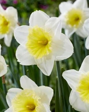 Ice Follies Daffodil Bulbs for Planting