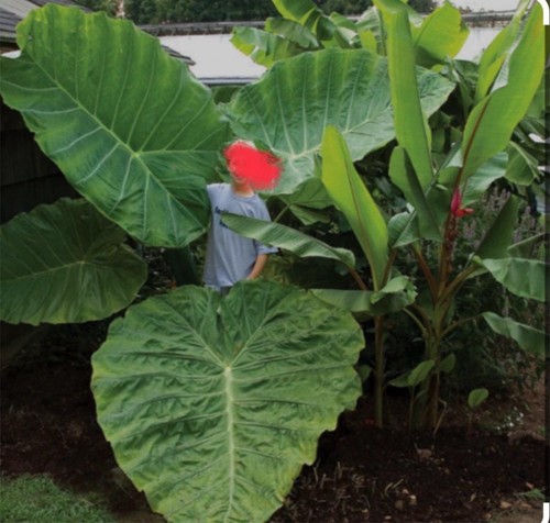 GET (3) Giant Elephant Ear Bulbs READY to GROW IN ANY STATE - FREE SHIPPING
