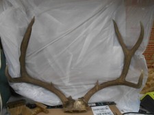 27 4/8 wide 2 pt Colorado MULE DEER RACK antlers whitetail mount sheds taxidermy