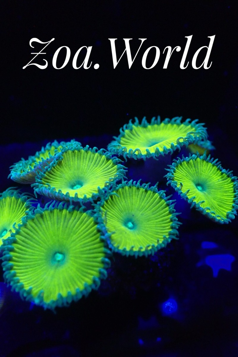 Nuclear Green Zoa, 3 Polyp Frag, Free Shipping on Orders over $85