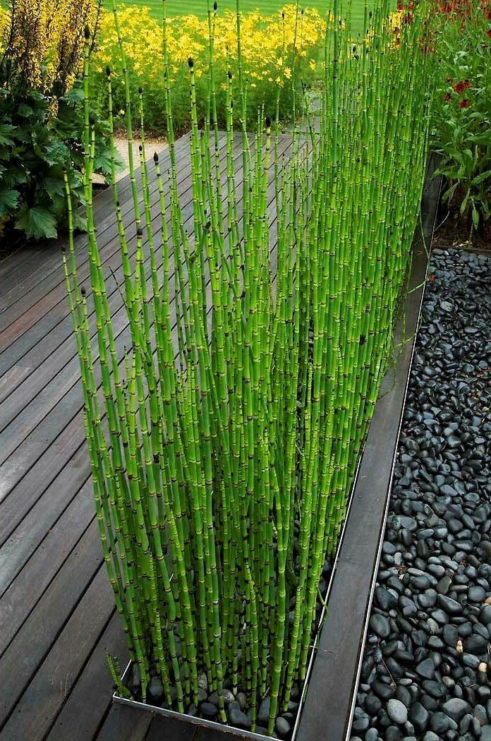 Baboo Reed Reed Bamboo Plants Heliconia Bihai X Caribaea Cv. Richmond Red