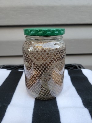 REANIMATED Snakeskin Ball Python Brown Tan Medium Glass Jar w/ Green Lid
