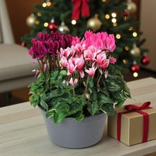 Cyclamen Carnaval Trio Plant in 19cm Bowl Pot - Mixed Flowering Houseplant Gift