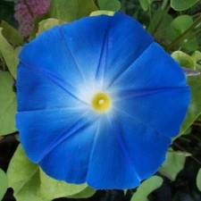 Heavenly Blue Morning Glory Seeds | Giant 5" Blue Flowers | Free Shipping | 1181