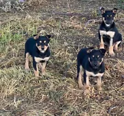 Kelpie Pups For Sale In Warrnambool Region Vic Dogs Puppies Gumtree Australia Free Local Classifieds