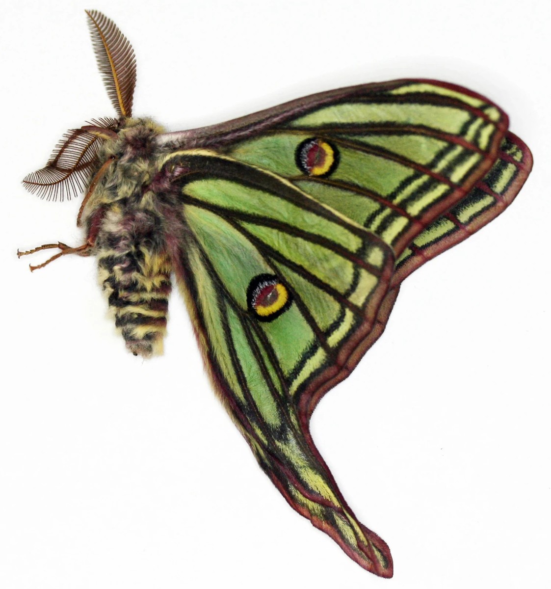 Insect Butterfly Moth Actias Graellsia isabellae-Rare Pair