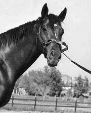 Assault Photo Horse Racing Picture Close Up 8x10