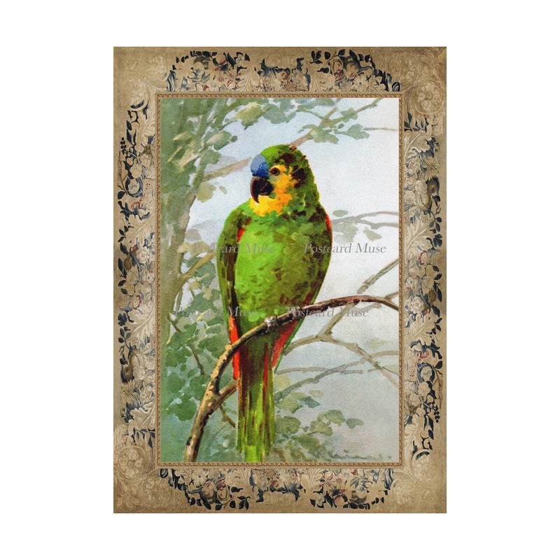 Parakeet By Klein Antique Image Cotton Fabric Block Quilt Panel Sewing Applique
