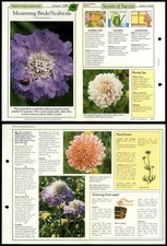 Morning Bride / Scabious #48 WindowBoxes Success With House Plants Fold-Out Card