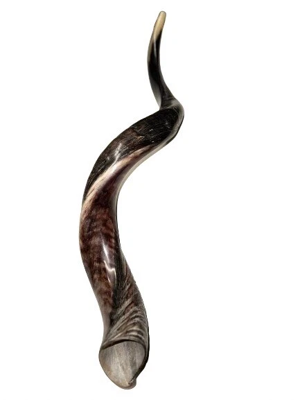 Cuerno Kudu Shofar Yemenita 31”-41”XL Nuevo Hecho KOSHER Medio Pulido ENVÍO GRATUITO Foto 2 de 4