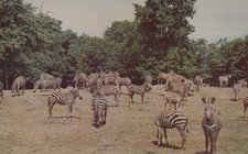 Hunt Bros Circus Zebras Catskill NY herd 1952...