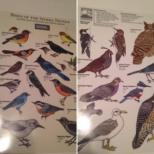 Field Card - Birds (23) - The Sierra Nevada. Habitat. Yosemite Assoc. Color Used