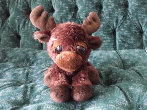 11" Aurora Dreamy eyes Michigan the moose - Foto 6 di 9