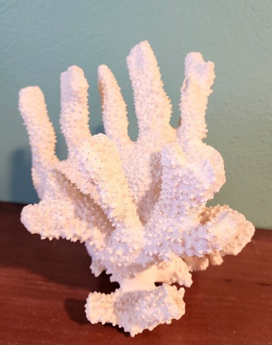 3.2 LB Specimen Natural White Branch Acropora Coral Fossil Aquarium 8 x 6 Vtg - Bild 5 von 9