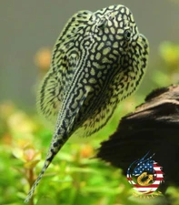 PACK OF 5 -  Striped Butterfly Reticulated Tiger Hillstream Loach Algae Eater 