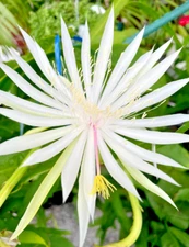 Night Blooming Cereus Leaf  Beautiful White Cactus rooted Plant in 4" pot