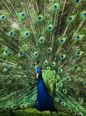 #ad 4 Peafowl Hatching Eggs Indian Blue White and Black Shoulder NPIP AI Certified $100.00