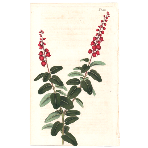 Seltenes 1826 Curtis Botanisches Magazin Nr. 2660 ANDROMEDA BUXIFOLIA, Erstausgabe! - Bild 3 von 6