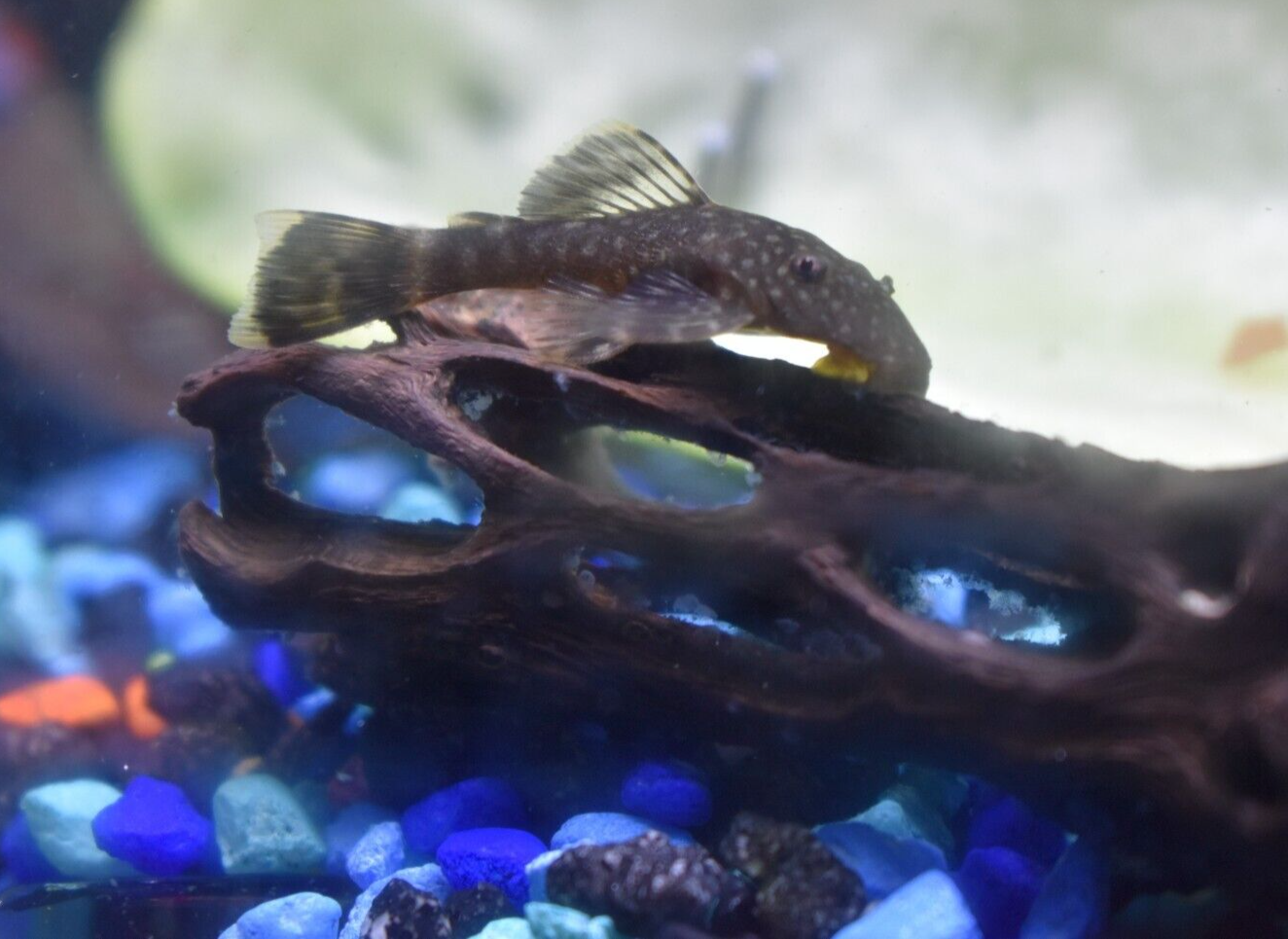 CHOCOLATE BRISTLENOSE PLECO (1) Juvenile Tank Bred Freshwater Sucker