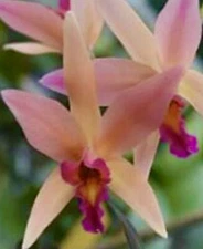 Laelia Santa Barbara ‘Showtime’ Bloom size HCC/AOS