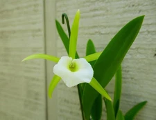 IN SPIKE / BUD ~ Cattleya Brassavola Orchid ~ Procatavola Key Lime Stars ~ 2.5"