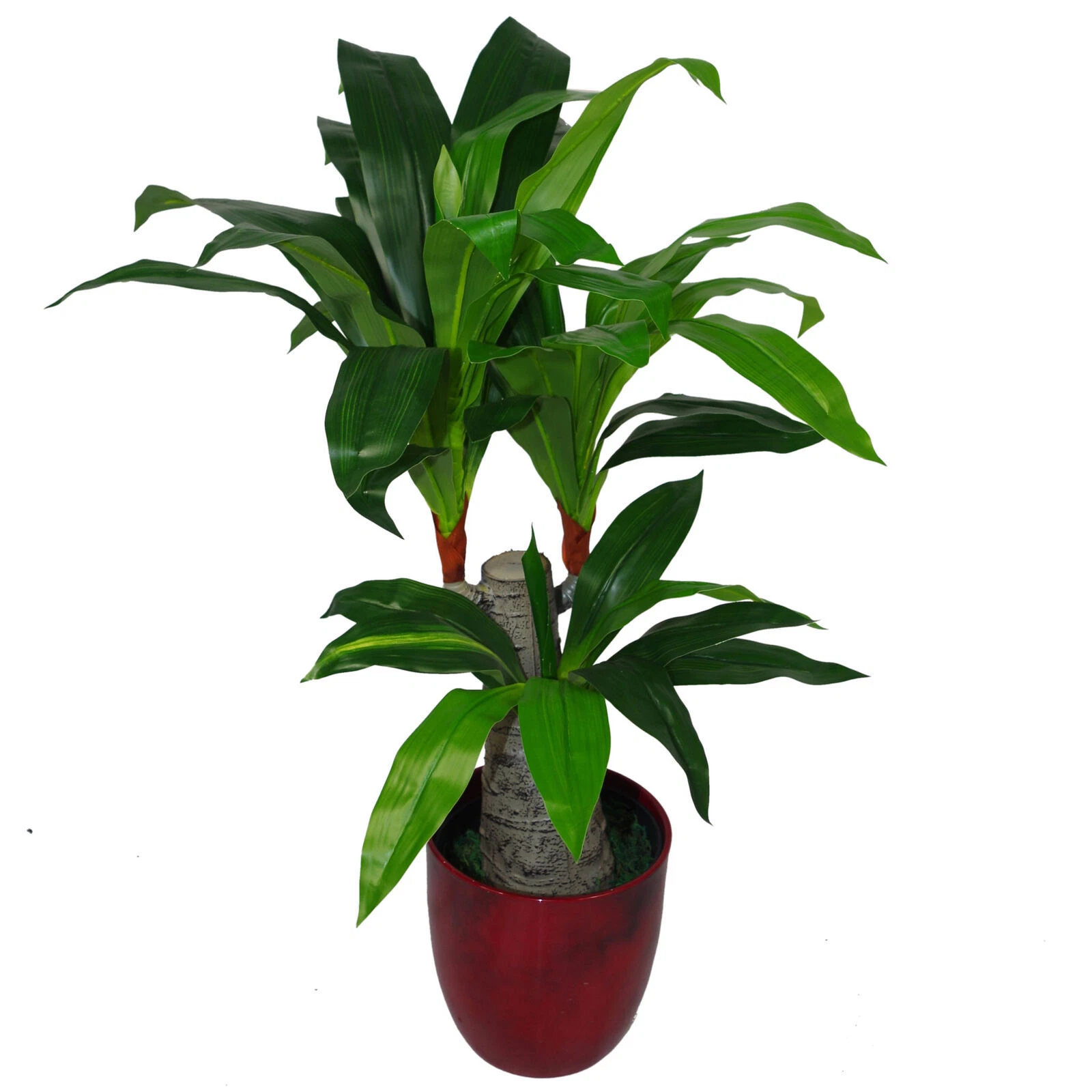 75cm Dracaena Plant - 7069