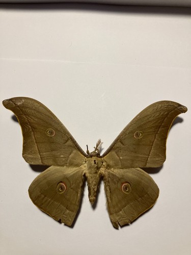 Insect/Butterfly/Moth Spread B2356 Rare Saturniidae Lunar Moon moth (East India)