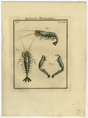 Antiker Druck-CRANGON-GRAUE GARNELEN-CHELAE-63-Rosel van Rosenhof-1765