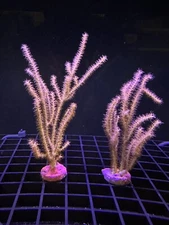 Live Soft Coral Spiny Gorgonian 2"+ Photosynthetic