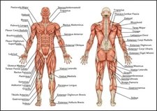 Human Anatomy - Muscles Of The Body POSTER 24 X 36 INCH