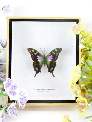 Weiskei - real butterfly, prepared in a 3D showcase - museum quality