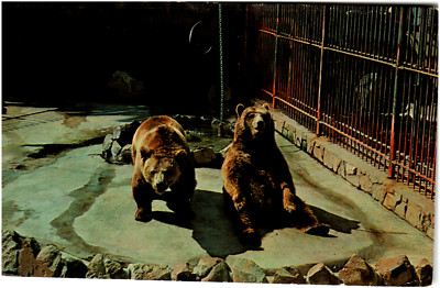 Postcard Chrome Two Grizzly Bears Roeding Park Zoo Fresno, CA