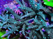 Live Acropora SPS Coral Frag - Blue Stag (Reef Tank Aquarium)
