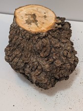 8x7 Raw Maple Burl Chunk Green Wet Turning Blank Natural Edge Bowl Burlwood