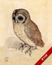 YOUNG LITTLE OWL ALBRECHT DURER SKETCH PAINTING AVIAN BIRD ART REAL CANVAS PRINT
