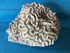 Brain Coral Natural Sea Life — photo 1