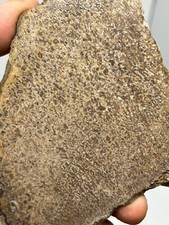 Dinosaur Bone Fossil slab for Cabbing Lapidary Collecting Combo Ship Avail