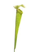 Artplants KüNstliche Sukkulente Sarracenia Yunfei Auf Steckstab, GrüN, 60 Cm