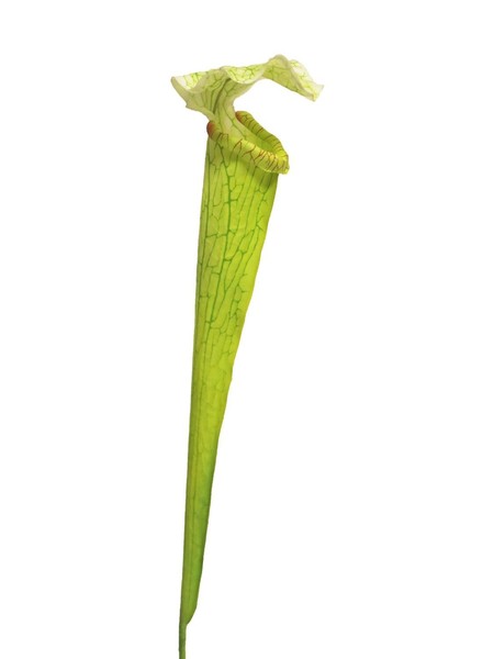 Artplants KüNstliche Sukkulente Sarracenia Yunfei Auf Steckstab, GrüN, 60 Cm-image