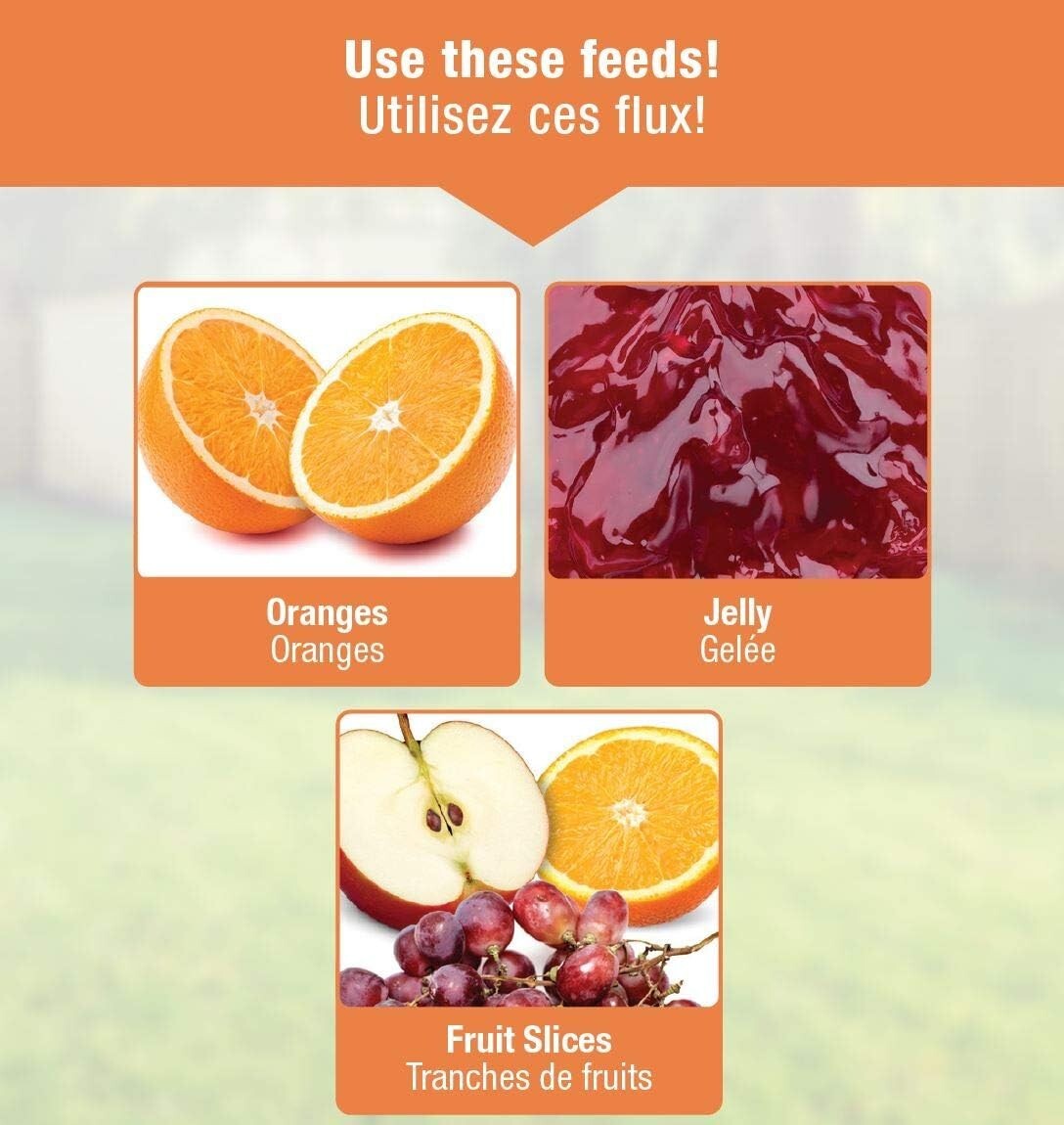 Attract Beautiful Orioles with Our Durable 12 oz Wire Feeder - Ant Moat Included