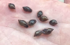 20 + 1 Northern Wild Pond Bladder Snails Wild Species Tank Bred Pretty Shells