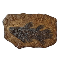 Giant  Fish Replica 35.4x23.6 inch Ancient Coelacanth Skeleton - NOT Real Fossil