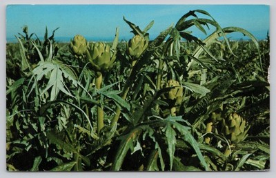 Castroville CA Artichoke Center of the World Field Postcard Mike Roberts