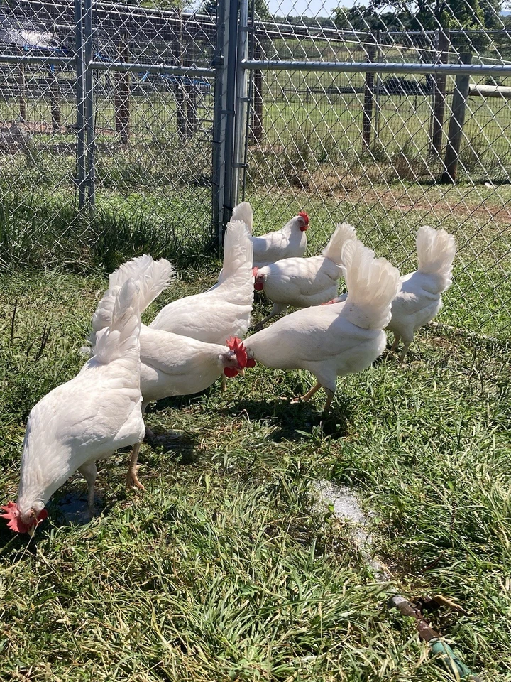 Purebred White Leghorn Hatching Eggs, Novogen Production Line, EXC Fertility! - Image 3 of 4