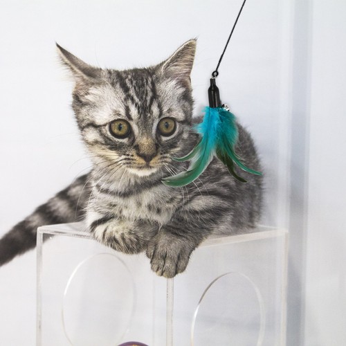 Repuesto de varita de gato 3 piezas para accesorios interactivos de recarga de varita de gato pluma - Imagen 7 de 7